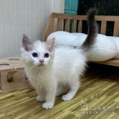 450海雙布偶貓妹妹 ​生日2025/12/302