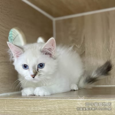 435玳瑁色布偶貓妹妹 ​生日2025/9/302