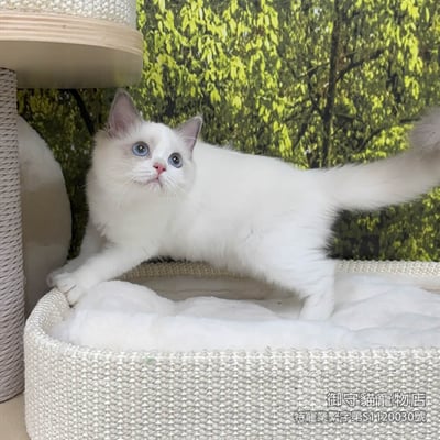 419藍雙布偶貓妹妹 ​生日2025/8/132