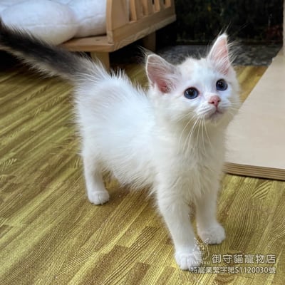 450海雙布偶貓妹妹 ​生日2025/12/304