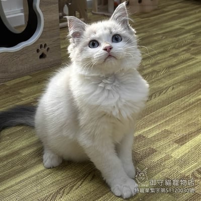 438藍山貓紋布偶貓弟弟 ​生日2025/11/251