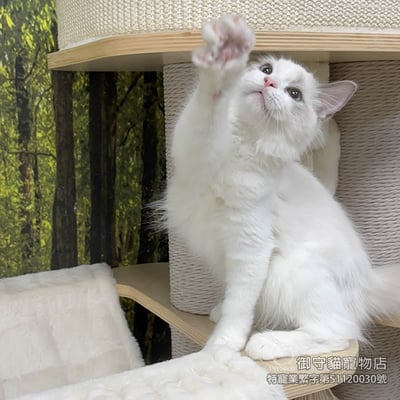 388藍雙色布偶貓妹妹 ​生日2025/7/62