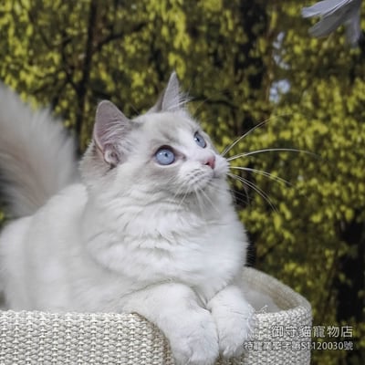 408藍山貓紋布偶貓妹妹 ​生日2025/6/223