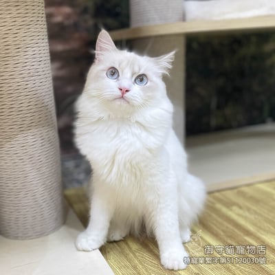 403藍山貓紋布偶貓弟弟 ​生日2025/6/151