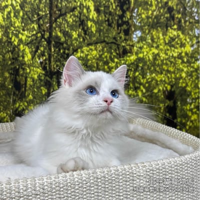 410藍雙布偶貓弟弟 ​生日2025/8/63