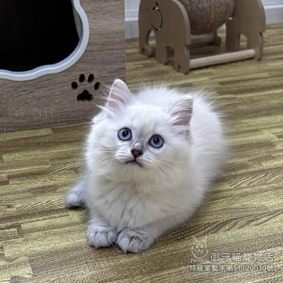 449藍重點色布偶貓妹妹 ​生日2025/12/302