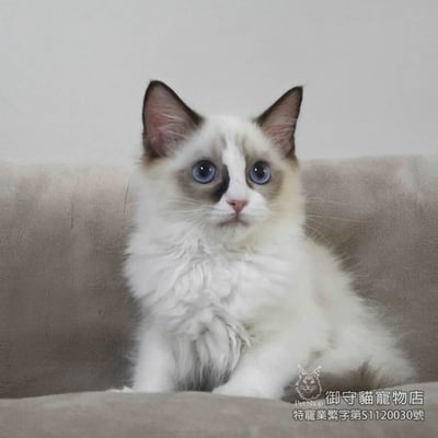 400海雙色布偶貓妹妹 ​生日2025/7/203