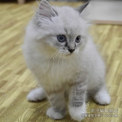 455海豹山貓紋重點手套色布偶貓弟弟 ​生日2026/2/194