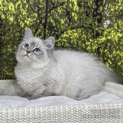 441藍山貓紋重點色布偶貓弟弟 ​生日2025/11/251