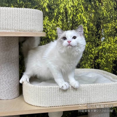 已有家~397藍雙布偶貓妹妹​生日2025/7/173