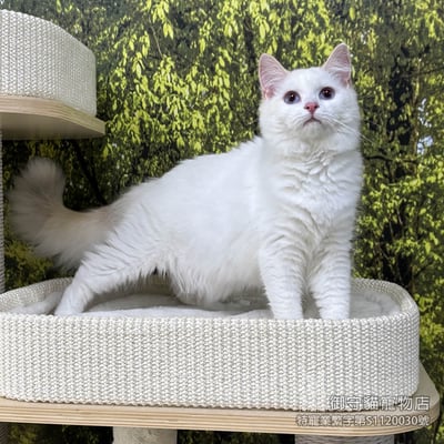 412稀有火焰色布偶貓妹妹 ​生日2025/8/62