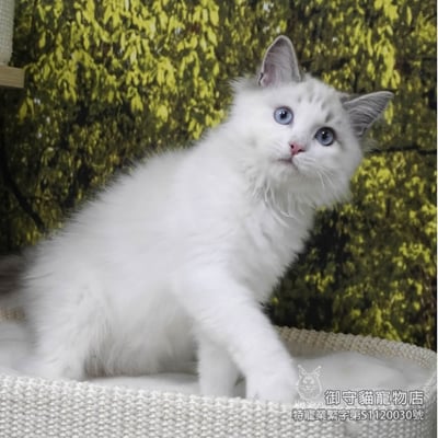 437海豹山貓紋布偶貓弟弟 ​生日2025/9/302