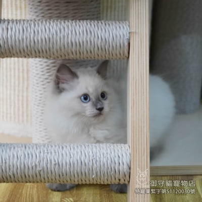 451藍重點色布偶貓妹妹 ​生日2025/12/303