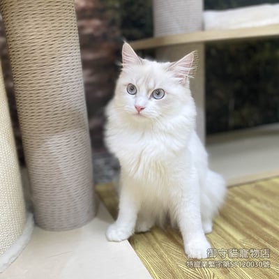 403藍山貓紋布偶貓弟弟 ​生日2025/6/152