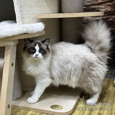 已有家~399海雙色布偶貓妹妹 ​生日2025/7/201