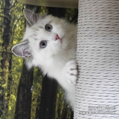 437海豹山貓紋布偶貓弟弟 ​生日2025/9/304