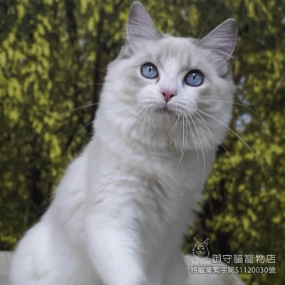 408藍山貓紋布偶貓妹妹 ​生日2025/6/224