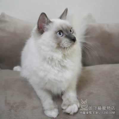 409藍重點手套色布偶貓妹妹 ​生日2025/6/224