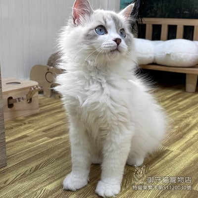 417藍山貓紋布偶貓弟弟 ​生日2025/8/134