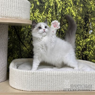 432藍雙布偶貓妹妹 ​生日2025/9/292