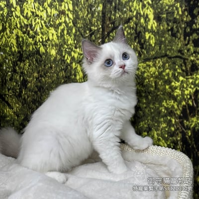 419藍雙布偶貓妹妹 ​生日2025/8/131