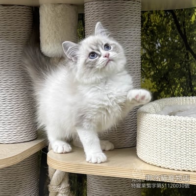 440藍山貓紋布偶貓弟弟 ​生日2025/11/251