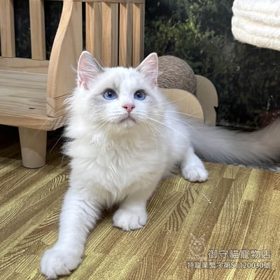 410藍雙布偶貓弟弟 ​生日2025/8/64