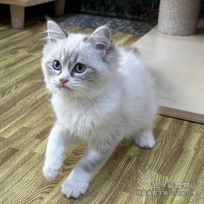 440藍山貓紋布偶貓弟弟 ​生日2025/11/254