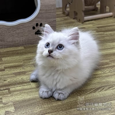 449藍重點色布偶貓妹妹 ​生日2025/12/304