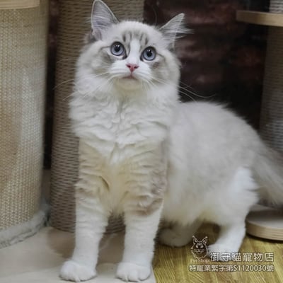459海豹山貓紋布偶貓妹妹 ​生日2025/12/181