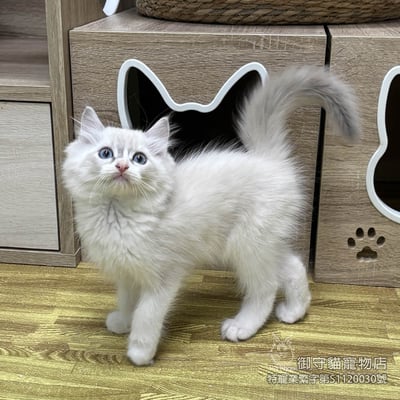 452藍山貓紋布偶貓弟弟 ​生日2026/2/162