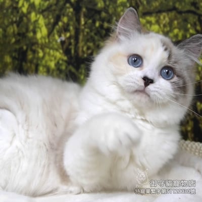 413稀有海豹玳瑁色布偶貓妹妹 ​生日2025/8/64