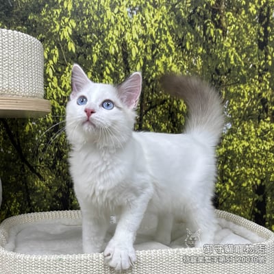 420海雙布偶貓弟弟 ​生日2025/8/133