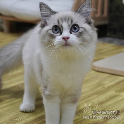 459海豹山貓紋布偶貓妹妹 ​生日2025/12/183