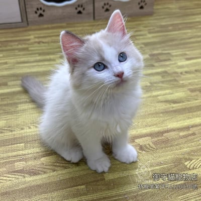 475海雙布偶貓妹妹 ​生日2026/3/183