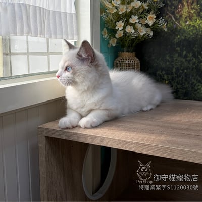 490藍雙布偶貓妹妹 ​生日2026/3/304