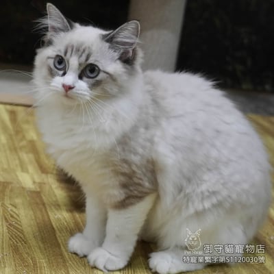 459海豹山貓紋布偶貓妹妹 ​生日2025/12/184