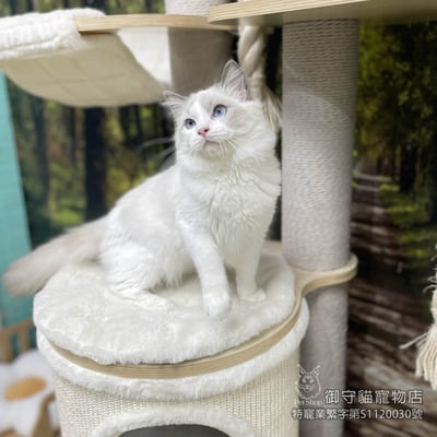 396藍雙布偶貓弟弟 ​生日2025/7/172