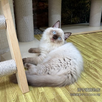 498海豹重點色布偶貓弟弟 ​生日2026/3/34