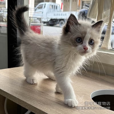 443海雙滿背布偶貓弟弟 ​生日2025/12/263