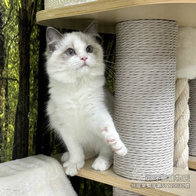 432藍雙布偶貓妹妹 ​生日2025/9/294