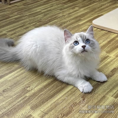 417藍山貓紋布偶貓弟弟 ​生日2025/8/131