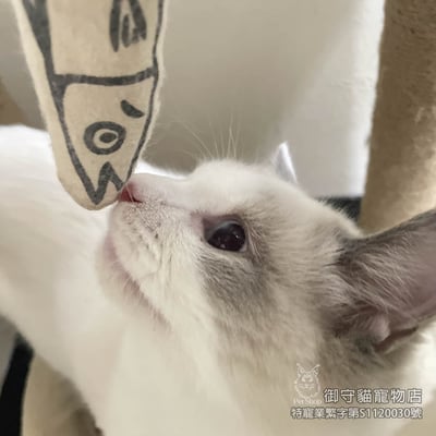 395藍雙布偶貓弟弟 ​生日2025/7/174