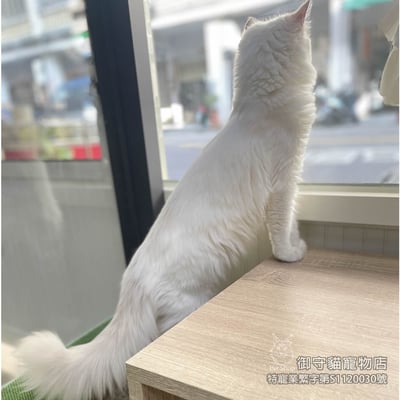 403藍山貓紋布偶貓弟弟 ​生日2025/6/154