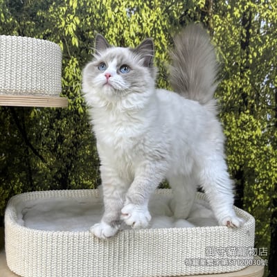 429藍雙布偶貓妹妹 ​生日2025/9/292