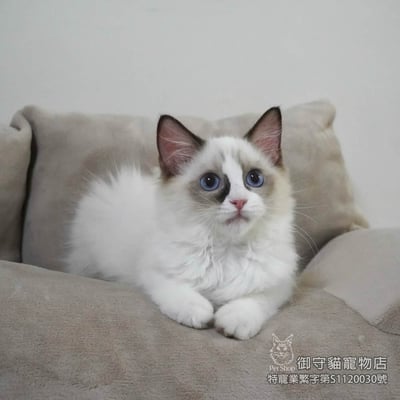 400海雙色布偶貓妹妹 ​生日2025/7/204