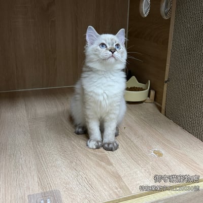 487海豹山貓紋重點色布偶貓妹妹 ​生日2026/5/14