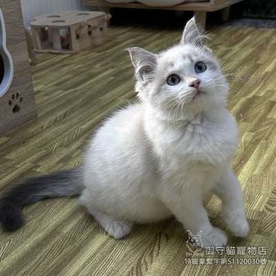 438藍山貓紋布偶貓弟弟 ​生日2025/11/252