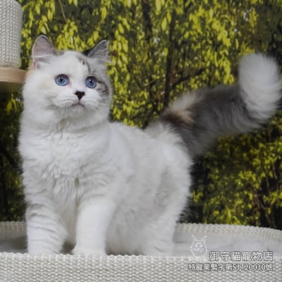 413稀有海豹玳瑁色布偶貓妹妹 ​生日2025/8/61