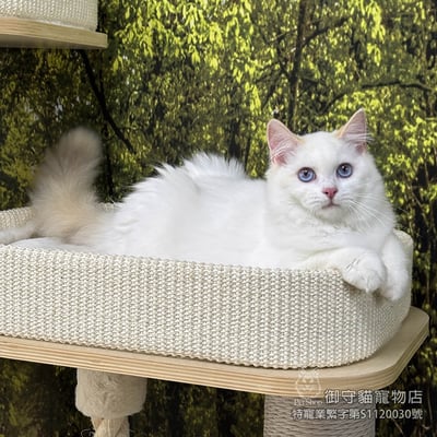 412稀有火焰色布偶貓妹妹 ​生日2025/8/61